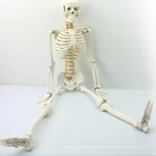 SKELETON05 (12365) Medizinisches mittleres Skelett-Anatomie-Modell mit spinalem Nerv, Skeleton Modell 85cm, bestes Geschenk für Doktor